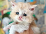 4 chatons Maine Coon mâles inscrits au LOOF à réserver, nés en avril 2026