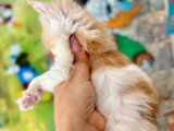 4 chatons Maine Coon mâles inscrits au LOOF à réserver, nés en avril 2026