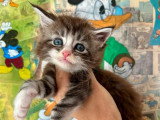 4 chatons Maine Coon mâles inscrits au LOOF à réserver, nés en avril 2026
