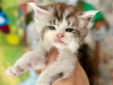 4 chatons Maine Coon mâles inscrits au LOOF à réserver, nés en avril 2026