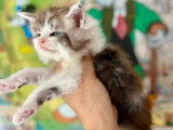 4 chatons Maine Coon mâles inscrits au LOOF à réserver, nés en avril 2026