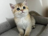 1 mâle et 1 femelle British Shorthair de mars 2026 Black Golden Shaded LOOF  à réserver