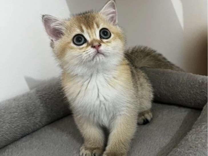1 mâle et 1 femelle British Shorthair de mars 2026 Black Golden Shaded LOOF à réserver