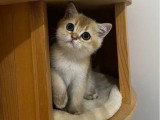 1 mâle et 1 femelle British Shorthair de mars 2026 Black Golden Shaded LOOF à réserver