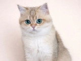 1 mâle et 1 femelle British Shorthair de mars 2026 Black Golden Shaded LOOF à réserver