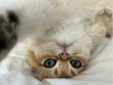1 mâle et 1 femelle British Shorthair de mars 2026 Black Golden Shaded LOOF à réserver