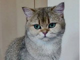 1 mâle et 1 femelle British Shorthair de mars 2026 Black Golden Shaded LOOF à réserver
