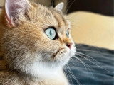 1 mâle et 1 femelle British Shorthair de mars 2026 Black Golden Shaded LOOF à réserver