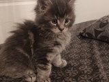 Babar