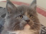 Chatons Maine Coon LOOF à vendre