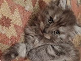 Chatons Maine Coon LOOF à vendre