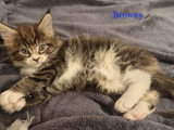 Chatons Maine Coon LOOF à vendre