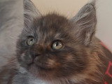 Baloo
