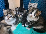 7 chatons Sibériens à réserver inscrits au LOOF nés en avril 2026