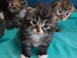 7 chatons Sibériens à réserver inscrits au LOOF nés en avril 2026
