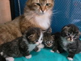 7 chatons Sibériens à réserver inscrits au LOOF nés en avril 2026