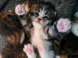 7 chatons Sibériens à réserver inscrits au LOOF nés en avril 2026