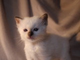 Chaton Sacré de Birmanie LOOF à vendre