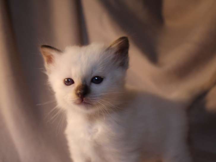 Chaton Sacré de Birmanie LOOF à vendre