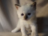 Chaton Sacré de Birmanie LOOF à vendre