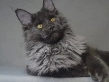 Maine Coon mâle blue smoke né juin 2025 inscrit LOOF disponible pour Saillie