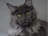 Maine Coon mâle blue smoke né juin 2025 inscrit LOOF disponible pour Saillie