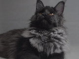 Maine Coon mâle blue smoke né juin 2025 inscrit LOOF disponible pour Saillie
