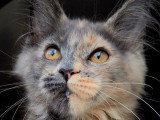 Chaton femelle Maine Coon polydactyle LOOF né en février 2026 à vendre