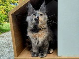 Chaton femelle Maine Coon polydactyle LOOF né en février 2026 à vendre
