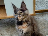 Chaton femelle Maine Coon polydactyle LOOF né en février 2026 à vendre