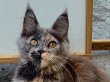 Chaton femelle Maine Coon polydactyle LOOF né en février 2026 à vendre