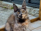 Chaton femelle Maine Coon polydactyle LOOF né en février 2026 à vendre