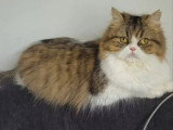 Chatte Persane non LOOF de 2023 à vendre