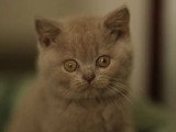 Chaton femelle British Shorthair de mars 2026 LOOF à réserver