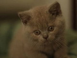 Chaton femelle British Shorthair de mars 2026 LOOF à réserver