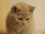 Chaton femelle British Shorthair de mars 2026 LOOF à réserver
