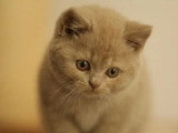 Chaton femelle British Shorthair de mars 2026 LOOF à réserver