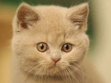 Chaton femelle British Shorthair de mars 2026 LOOF à réserver