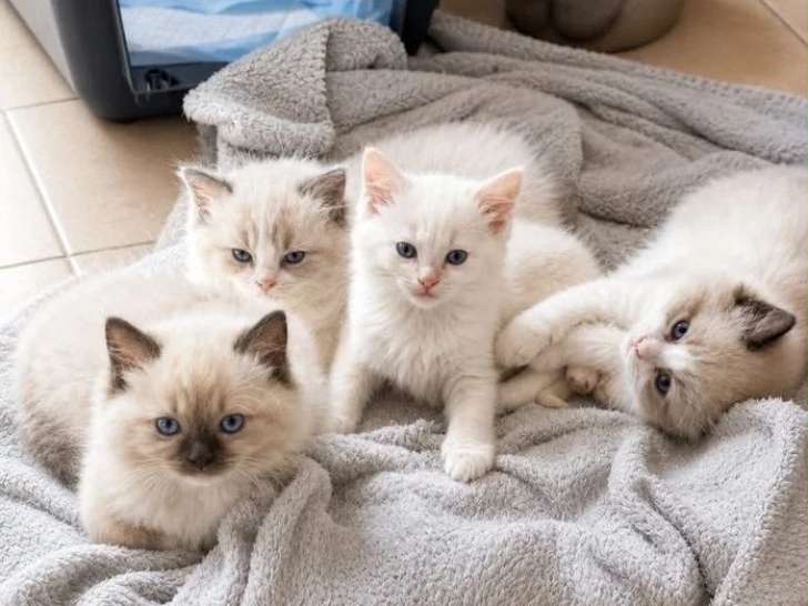 5 chatons Ragdoll à réserver LOOF nés en mars 2026