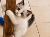 5 chatons Ragdoll à réserver LOOF nés en mars 2026
