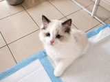 5 chatons Ragdoll à réserver LOOF nés en mars 2026