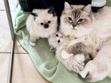 5 chatons Ragdoll à réserver LOOF nés en mars 2026