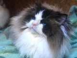 5 chatons Ragdoll à réserver LOOF nés en mars 2026