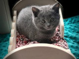 Magnifique chaton Chartreux avec pedigree à vendre