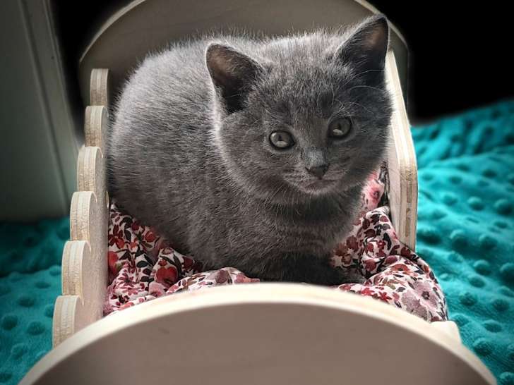 Magnifique chaton Chartreux avec pedigree à vendre