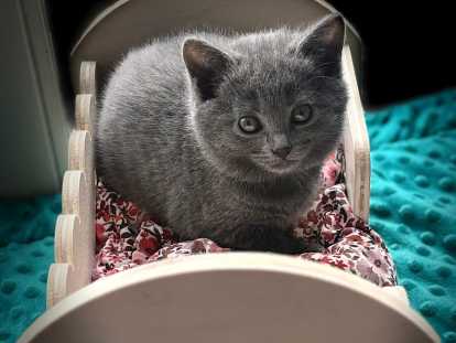 Magnifique chaton Chartreux avec pedigree à vendre