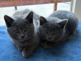 Petit mâle chaton Chartreux avec pedigree à vendre