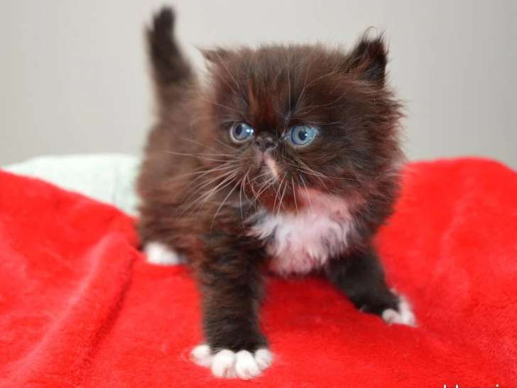 3 chatons Persan femelles à réserver nés en avril 2026 non LOOF
