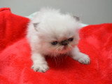 3 chatons Persan femelles à réserver nés en avril 2026 non LOOF