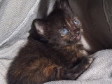 Cahuete, chatonne à adopter en assocation